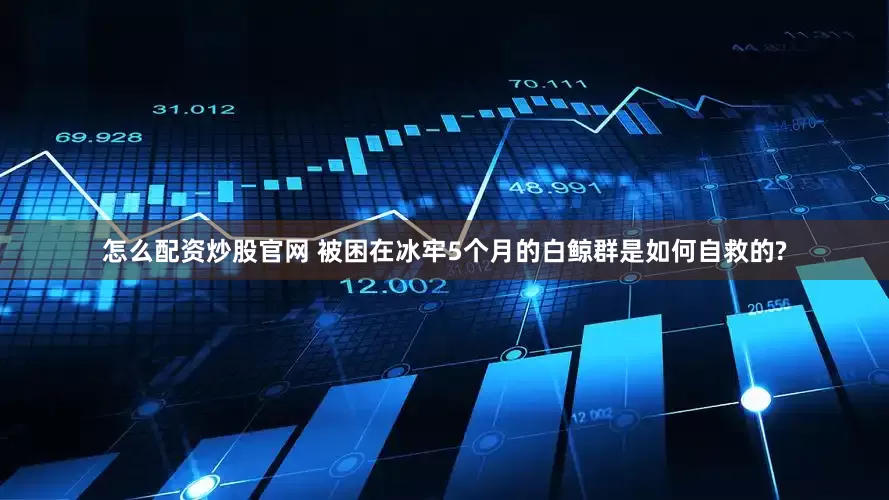 怎么配资炒股官网 被困在冰牢5个月的白鲸群是如何自救的?