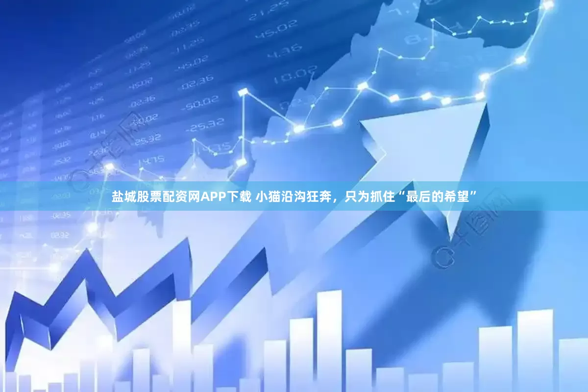 盐城股票配资网APP下载 小猫沿沟狂奔，只为抓住“最后的希望”